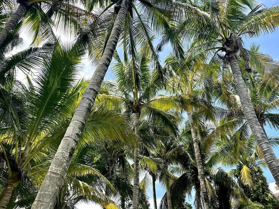 Villa Alma Puerto Morelos Mexico